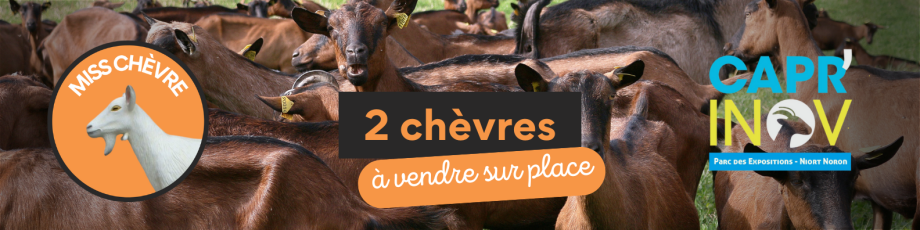 Vache en résine